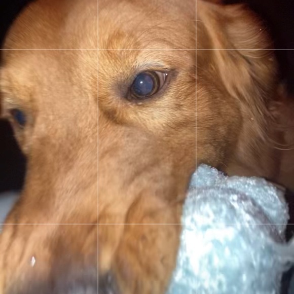 Meet your Posher, Thomas - Picture 1 of 1